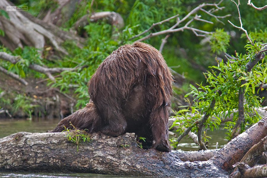 Камчатский бурый медведь. Река Этамынк. Как выглядит ободранная Медведица. План камчатский бурый медведь