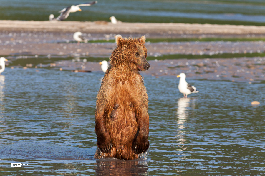 Русский язык описание камчатского бурого медведя