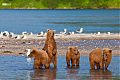 Четыре медвежонка ждут медведицу на берегу Курильского озера